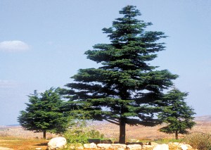 lebanese-cedar-2